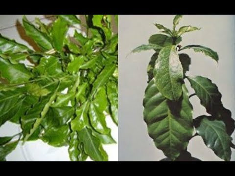Triệu chứng thiếu Bo trên cây cà phê