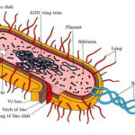 Vùng nhân tế bào nhân sơ chứa ADN dạng vòng