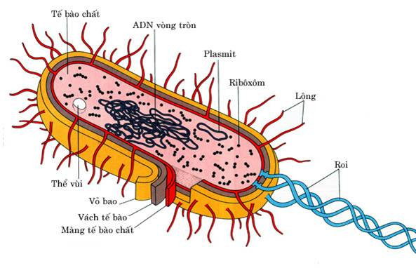 Vùng nhân tế bào nhân sơ chứa ADN dạng vòng